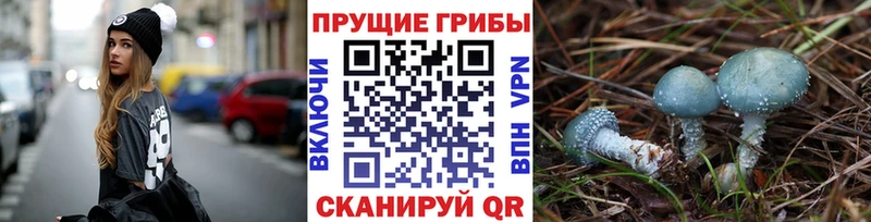 Купить где  Зея  Галлюциногенные грибы Psilocybine cubensis 
